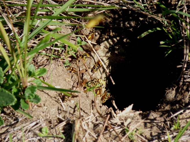 Nido di Vespula cfr germanica nel terreno